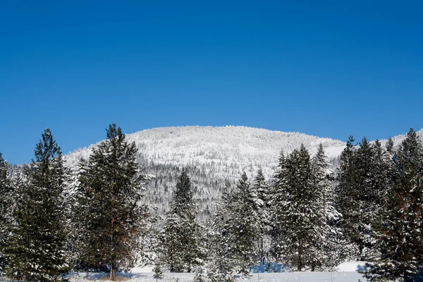 Schneebedeckter Rohr-Berg. — Stockfoto