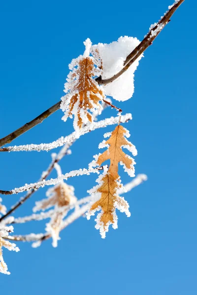 Hoar frost på lämnar. — Stockfoto