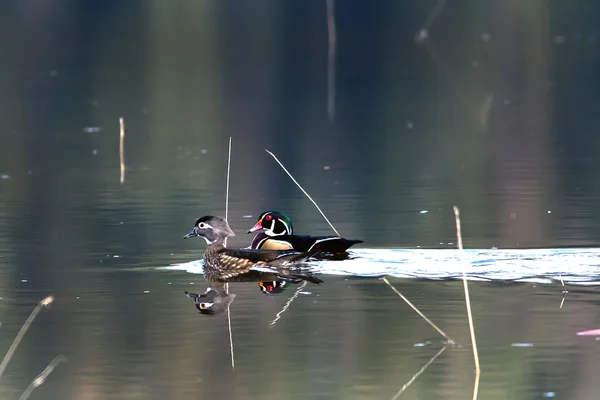 Samci a samice wood duck. — Stock fotografie