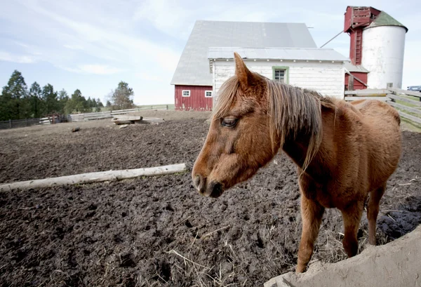 Кінь в ґрунтовому полі . — стокове фото