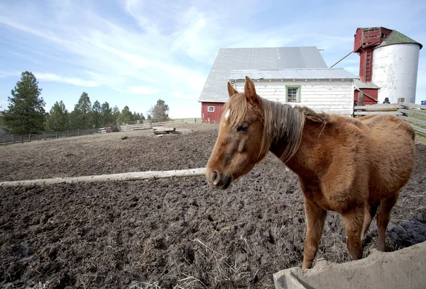 Paard in barnyard. — Stockfoto