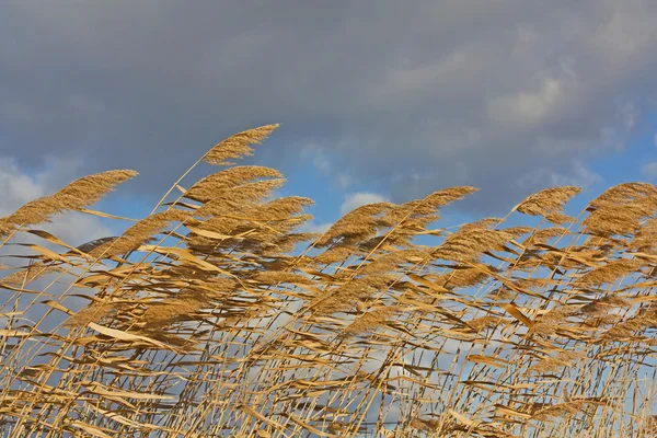Golden Reeds blowing in the wind — Stock Photo, Image