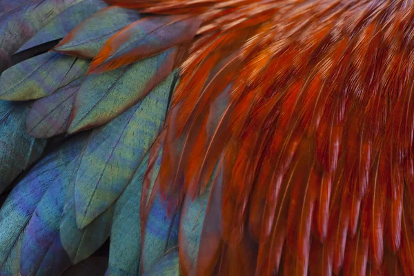 Петушиные перья — стоковое фото