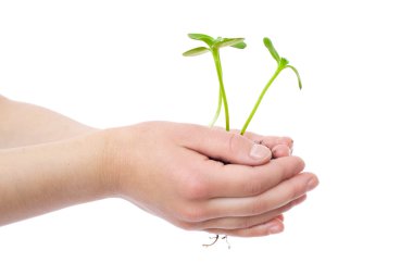 Sprouts in child's hands clipart