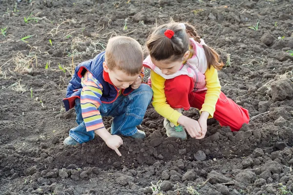 Two little children planting seeds on the field — Stock Photo, Image
