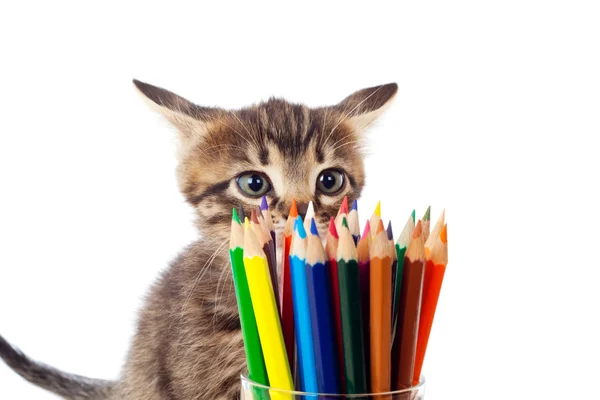 Tabby kitten sniffing color pencils — Stock Photo, Image