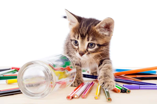 Tabby kitten on table with pencils — Stock Photo, Image