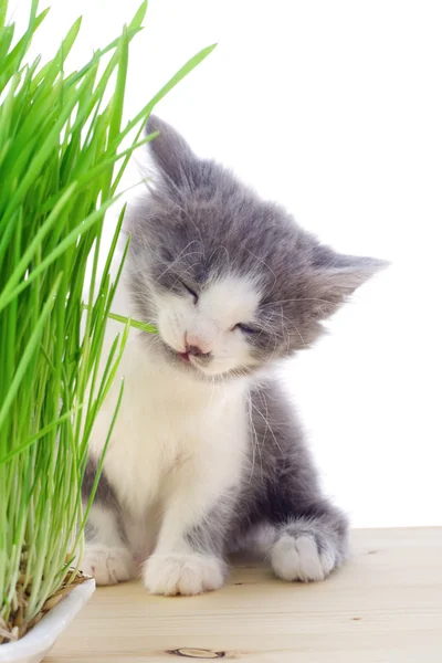 Kitten eating the grass — Stock Photo, Image