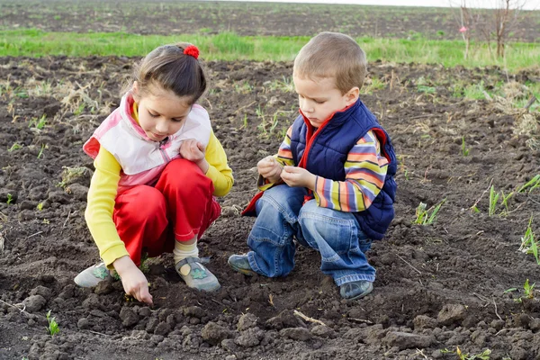 Two little children planting seeds — Stock Photo, Image