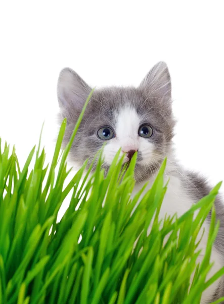 Kitten peeking out of the grass — Stock Photo, Image