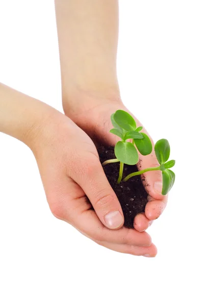 Sprouts in child's hands — Stock Photo, Image