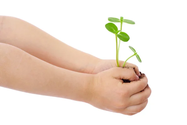Растения в руках ребенка — стоковое фото