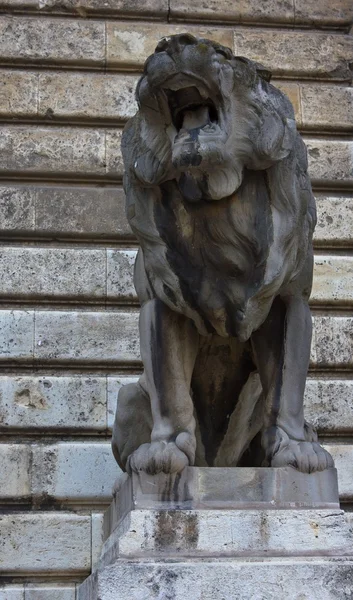 Brullende leeuw — Stockfoto