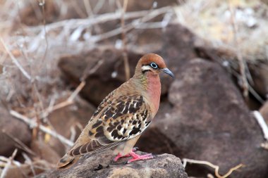 Galapagos güvercin