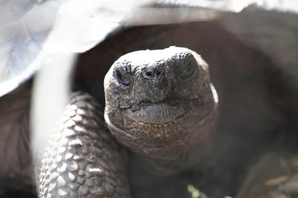 Tartaruga gigante Galápagos — Fotografia de Stock