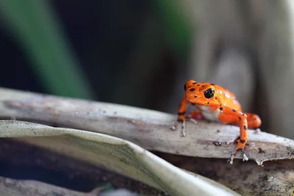 stock image Red frog Panama