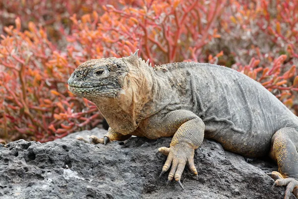 Terra iguana galápagos — Fotografia de Stock