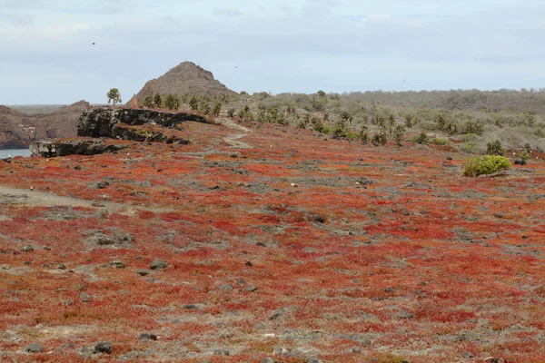 Plaza Sur Galapagos