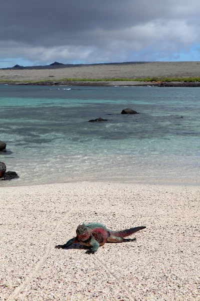 Galapagos