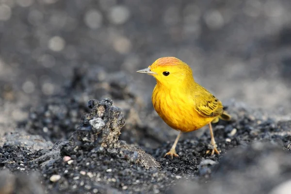 Yellow Warbler — Stock Photo, Image