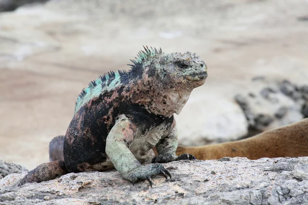 Iguana marina Galápagos Imágenes De Stock Sin Royalties Gratis