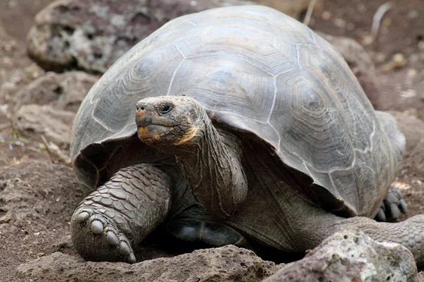 Гигантская черепаха Галапагос Стоковое Изображение
