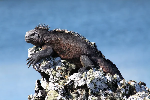 Deniz iguanası Telifsiz Stok Fotoğraflar