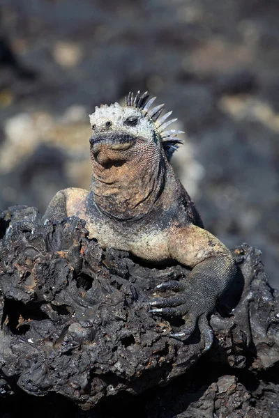 Deniz iguanası - Stok İmaj