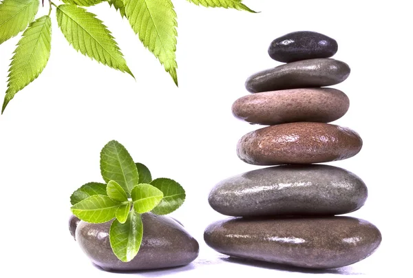 stock image Black stones and green plant with drops