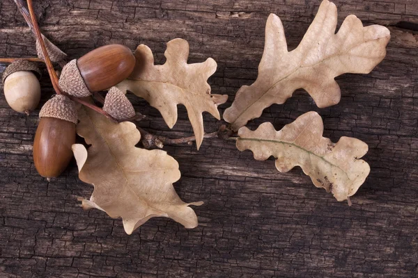 Složení s podzimní listy a žaludy dubu — Stock fotografie