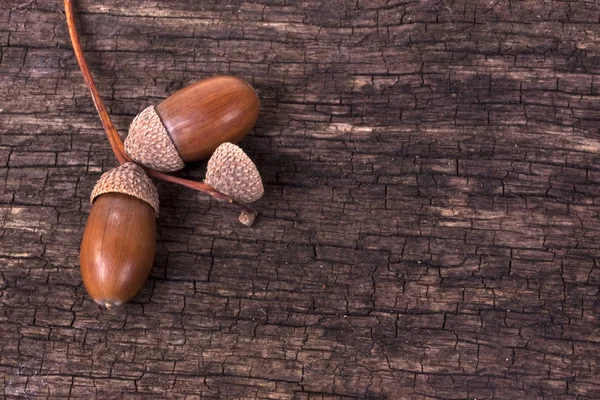Композиція з дубовими жолудями — стокове фото