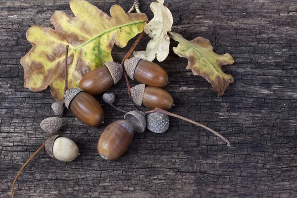 Состав с осенними листьями и дубовыми желудями — стоковое фото