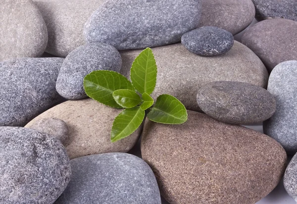 stock image Black stones and green plant