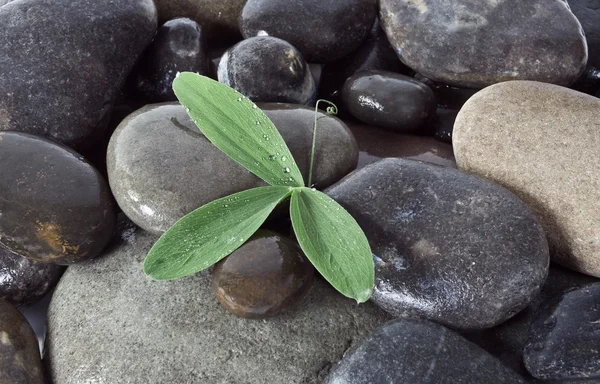 stock image Black stones and green plant with drops