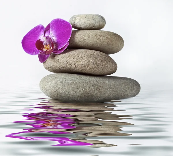 stock image Orchid and stone with reflection