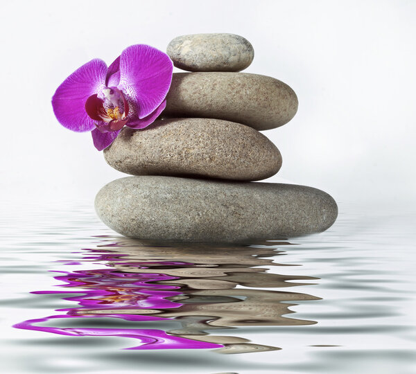 Orchid and stone with reflection