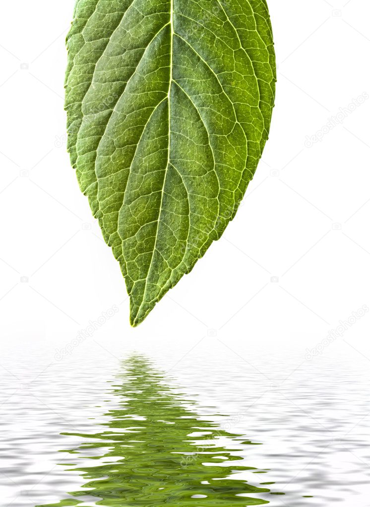 Spring leaf with reflection
