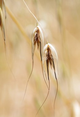 Rye closeup