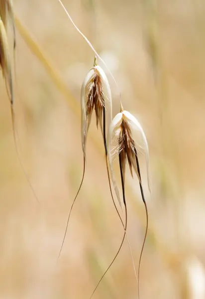 stock image Rye closeup