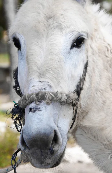 stock image Donkey