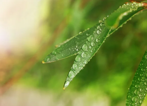 Leaves with drops — Stock Photo, Image