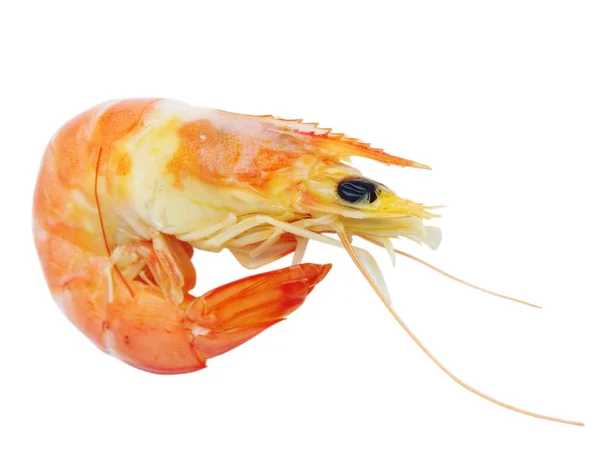 stock image Prawn on white