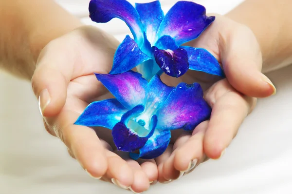 Hands with flower — Stock Photo, Image