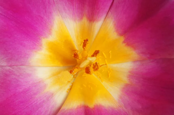 Tulip background — Stock Photo, Image