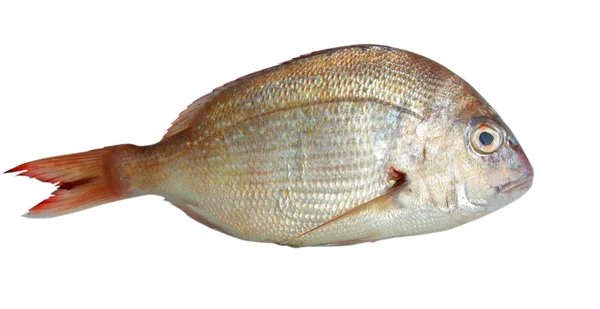 Fisch auf Weiß — Stockfoto