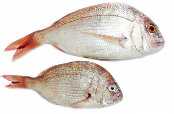 Fisch auf Weiß — Stockfoto