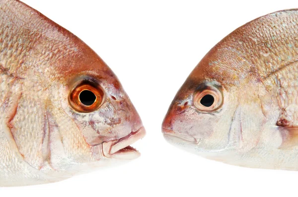 Vissen op wit — Stockfoto