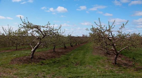 Huerto de manzanas en primavera —  Fotos de Stock