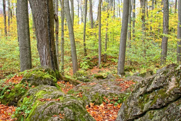 Jesień las — Zdjęcie stockowe