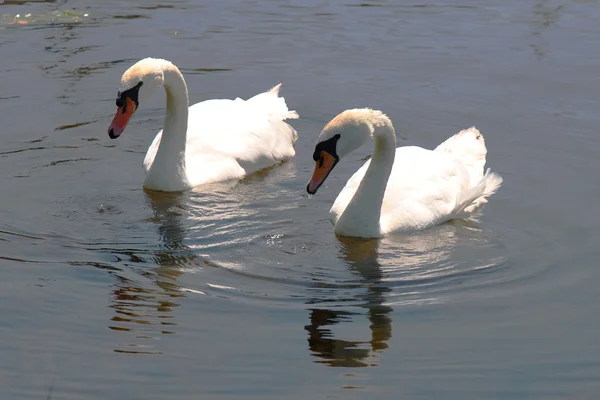Schwänenpaar schwimmt gemeinsam in Teich — Stockfoto